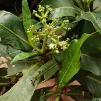 Psychotria gardneri Hook.f.
